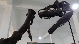 Fósiles de Erfoud Fósiles de Erfoud