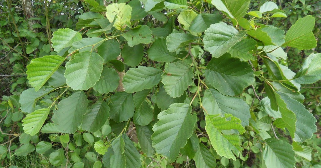 Common Alder Tree Alnus Glutinosa Magic Nature