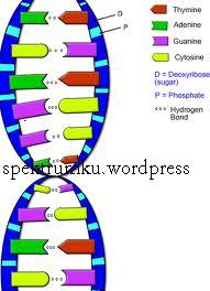 Perbedaan DNA dan RNA | SurgicaLife