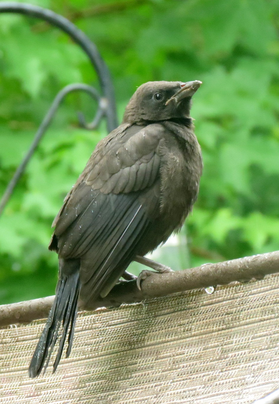 June 2013 - Travels With Birds