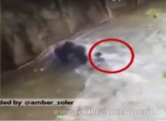VIDEO : HEBOH Gorila Langka Ditembak Mati, Karena Ada Anak Yang Terjatuh Ke Kandangnya.