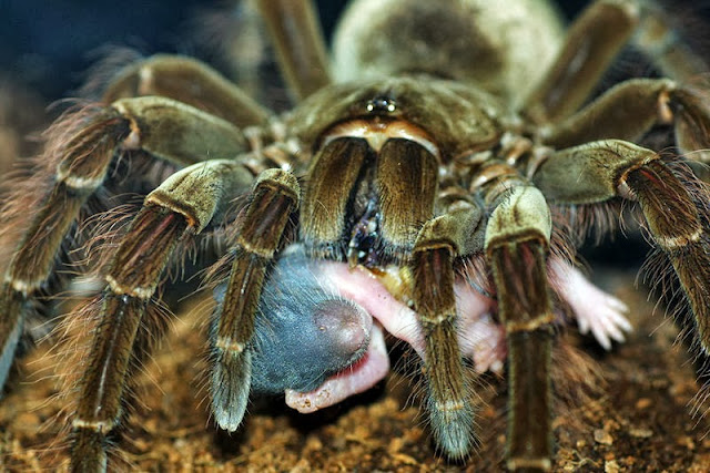 Sua picada, embora seu veneno não seja muito prejudicial aos seres humanos, é capaz de provocar náuseas, transpiração excessiva e bastante dor local, uma vez que suas quelíceras podem chegar a 3 cm de comprimento, capazes de perfurar a pele humana com muita facilidade.