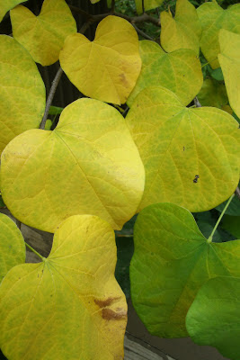 Autumn_eastern_redbud_cercis_canadensis_leaves by garden_muses:_a_Toronto_gardening_blog