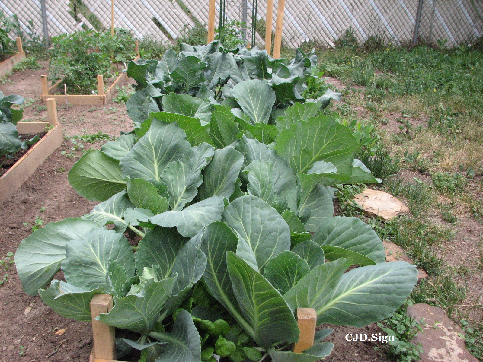 Organic Raised Bed Gardening Cabbage and Broccoli Spring and Fall