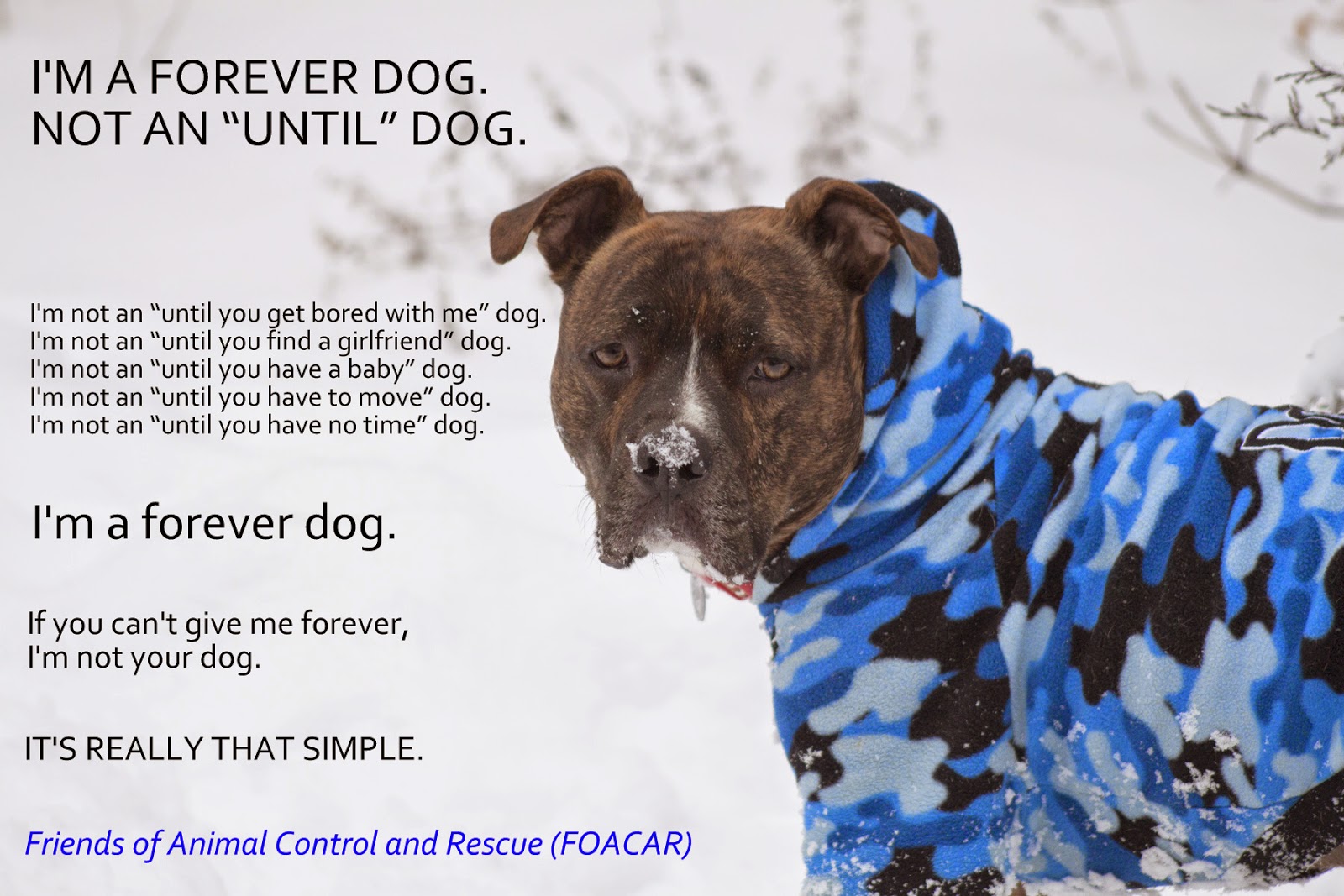 CURMUDGUCATION Forever Schools