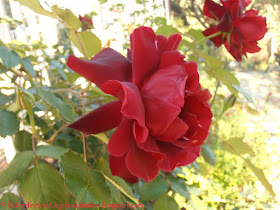 Rosa 'Étoile de Hollande, Cl'