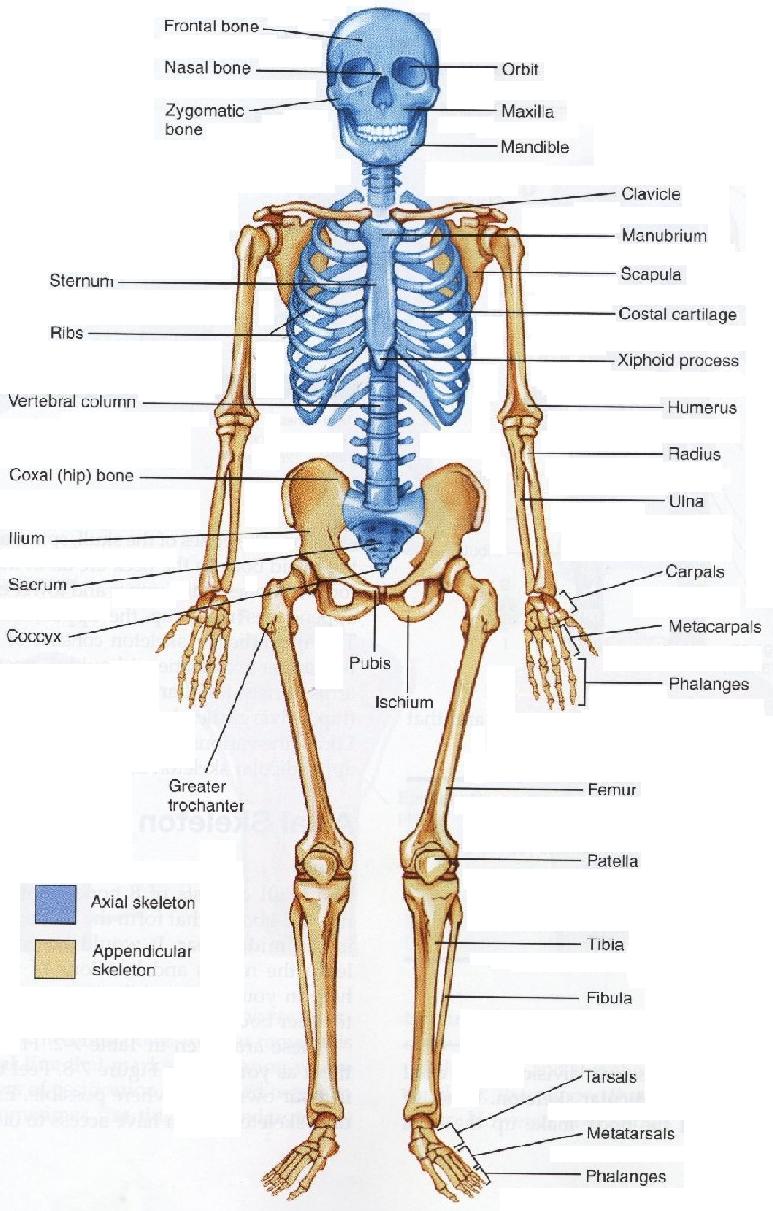 Figure Structure : Skeleton