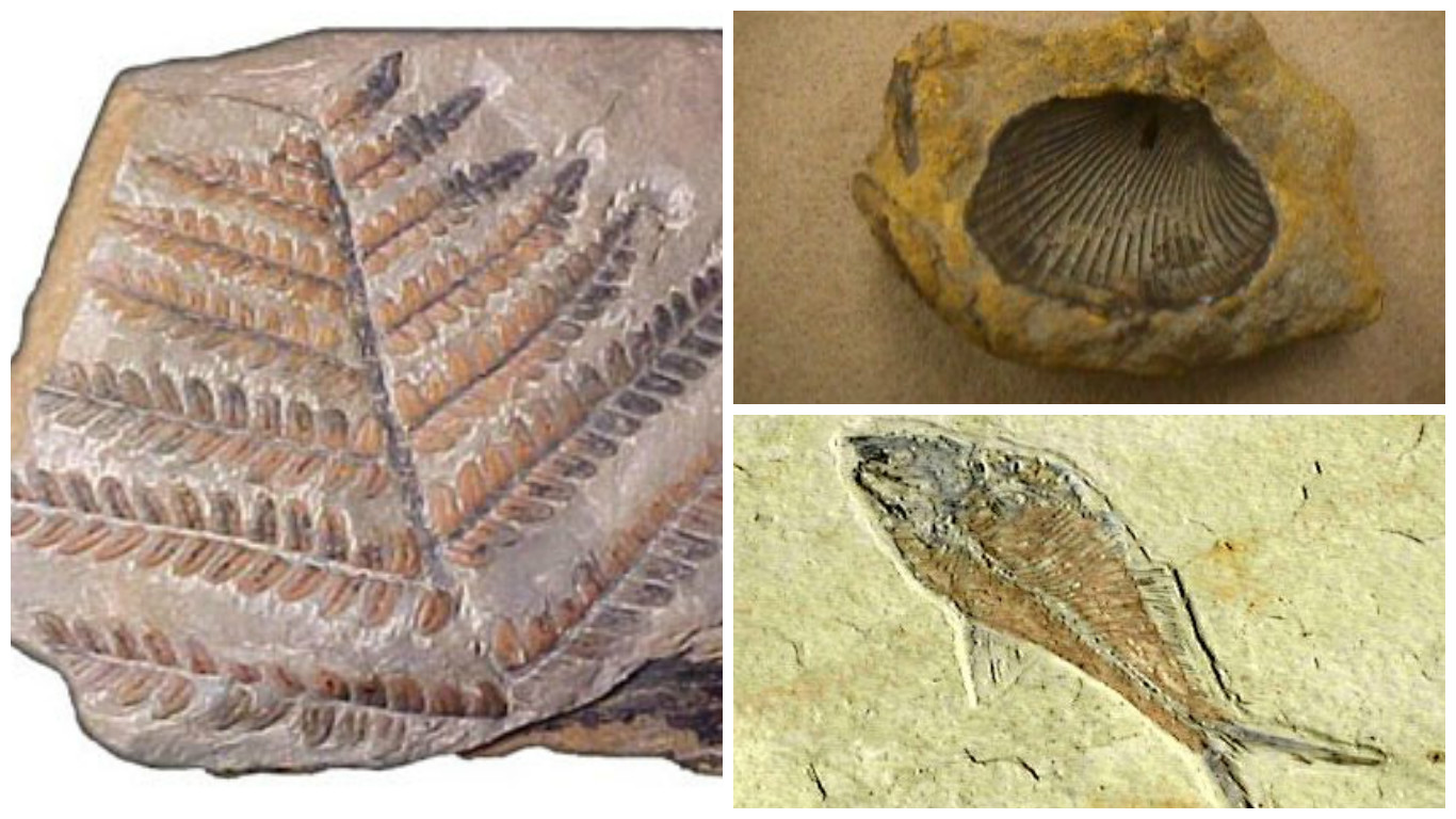 الاحافير وأكثر نشاط ممتع ممكن تعمليه مع طفلك