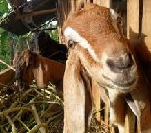 pedoman panduan teknis cara budidaya kambing domba susu pedaging natural nusantara poc nasa viterna hormonik