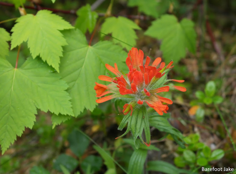 Indian paintbrush