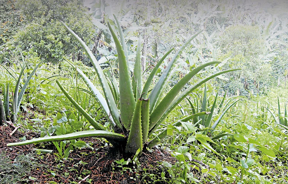la sabila y el aloe vera es lo mismo