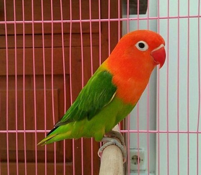 Harga Burung Lovebird Mulai Turun Per Oktober 2018 Burung Babe