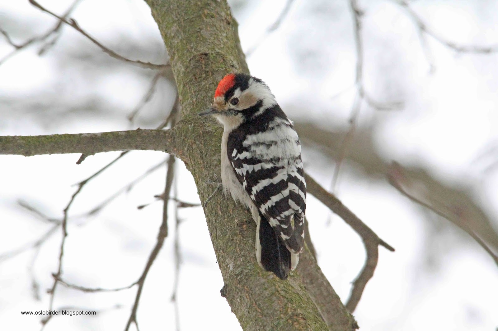 OSLO BIRDER: Lesser Spotted Woodpecker