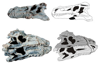 Decuriasuchus skull