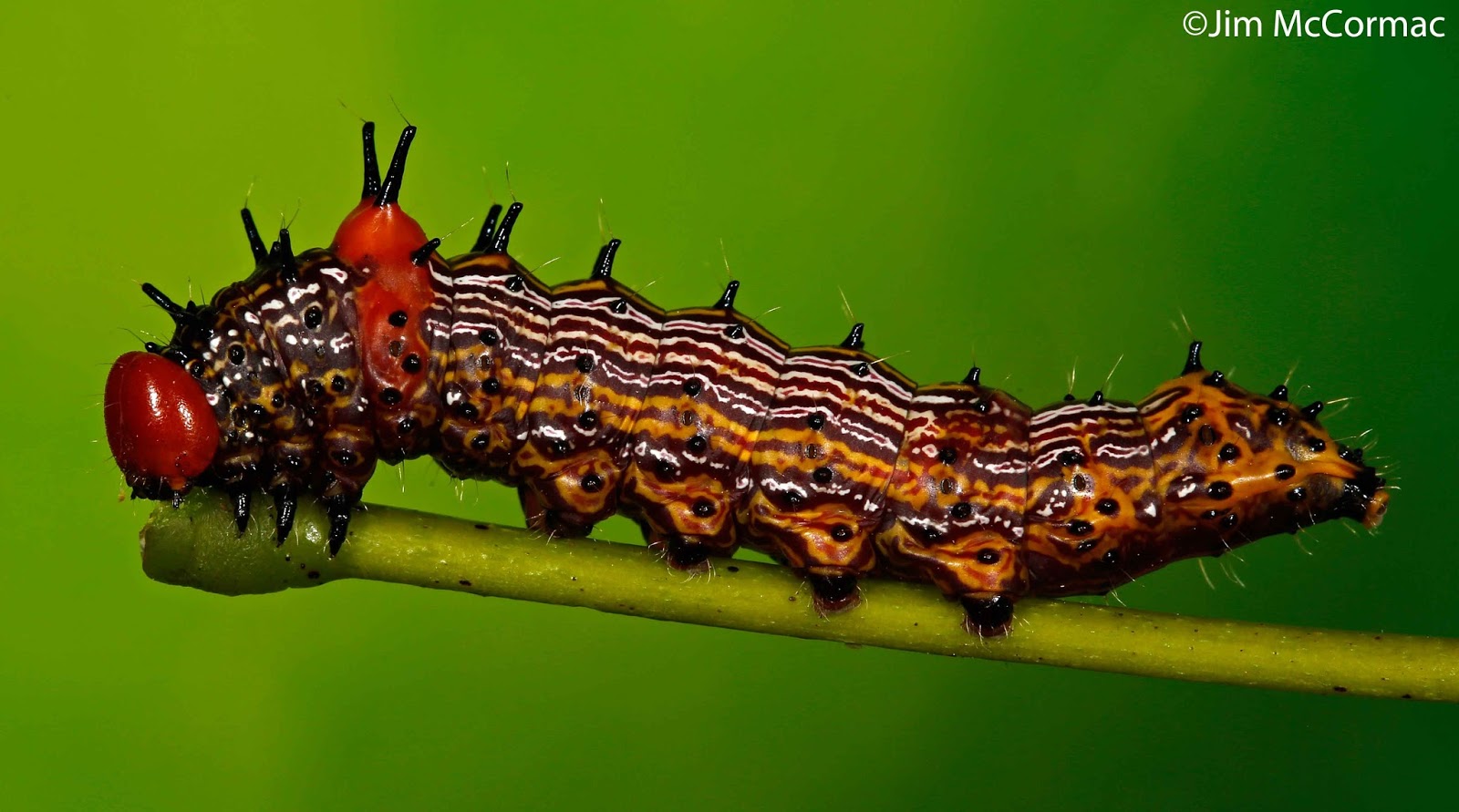 Ohio Birds and Biodiversity Caterpillar mania! Part II