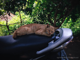 A Orange Tabby Cat Sleeps On A Motorcycle At The Village, Ringdikit, North Bali, Indonesia