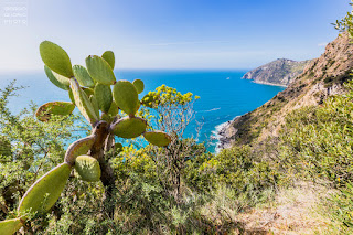 Campagnano Ischia, Grotta Ischia, Isola d' Ischia, Mare Ischia, Monte Vezzi Ischia, Paesaggi Ischitani, Piano Liguori, San Pancrazio Ischia, trekking Ischia, Ulivi Ischia, 