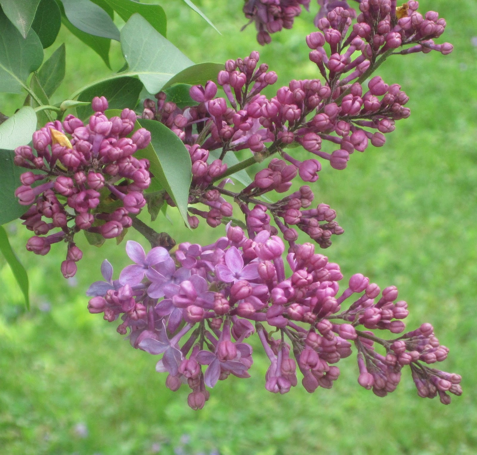 Fliederbaum: Schokokuchen mit Kaktusblüte