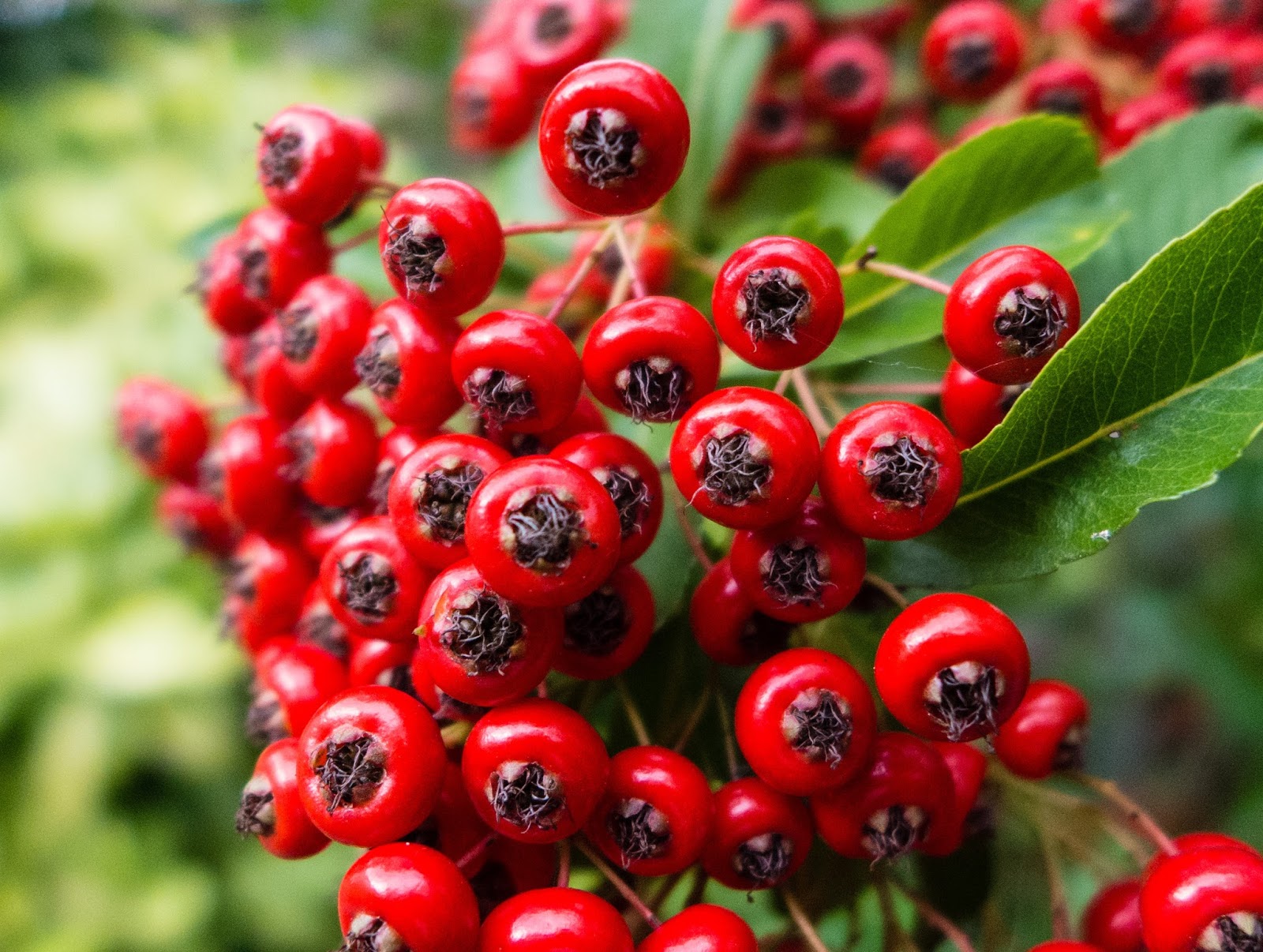 Siv and Vince's blog Pyracantha bush