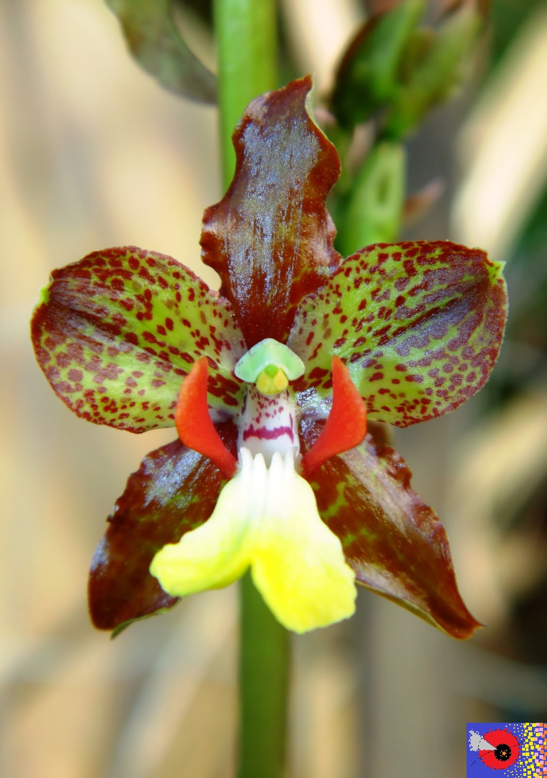 ORQUÍDEAS * BROMÉLIAS: 357 - Orquídea: Cyrtopodium blanchetii Rchb.f.