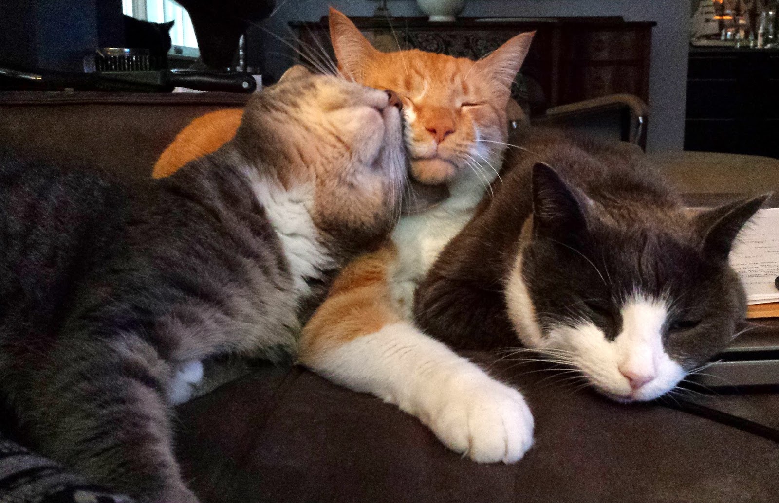 My Five Men A Pile Of Cats