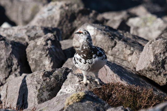Photograph of a male Ptarmigan finding something more interesting than me