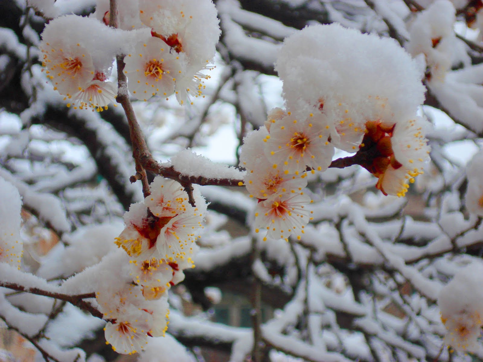 Spring in Armenia