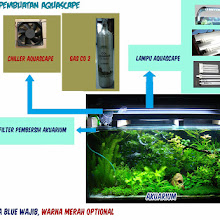 Contoh Gambar Aquascape Dan Jenis Tanaman Alam Ikan