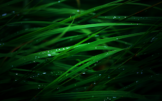 Rain Drops Grass Photo HD Wallpaper