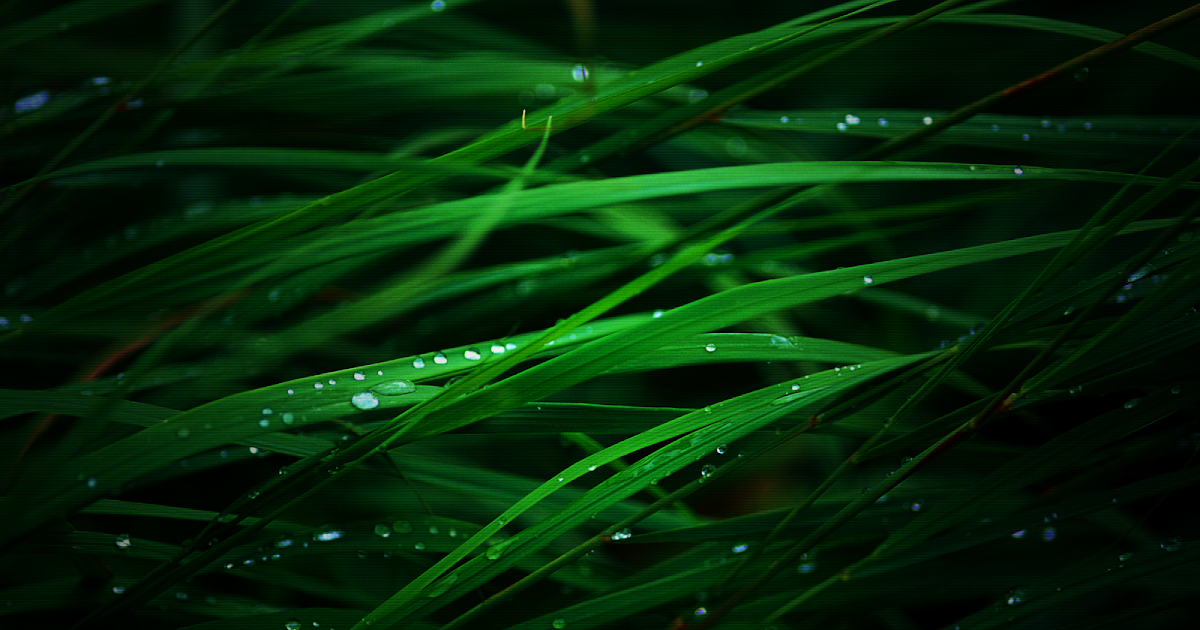 Central Wallpaper: Rain Drops on Leaf HD Close Up Wallpapers