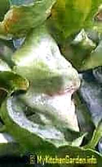 Picture of  Citrus Leaf Curling due to leaf Miner