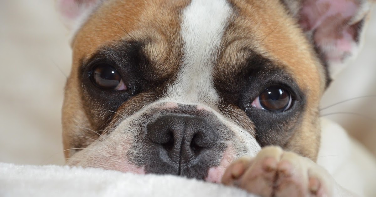 Mon chien refait ses besoins dans la maison