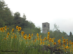 Sunflowers grown beneath the local church tower Valleriana Italy