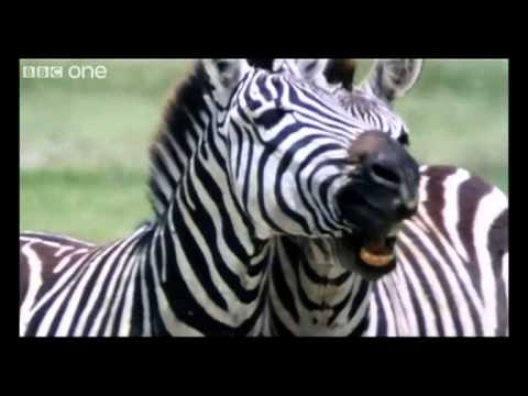 English is FUNtastic: Funny Talking Animals - BBC Video
