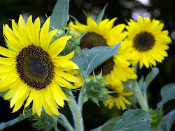 sunflowers feathered friends sunflower liking seeds snack watching fly birds once