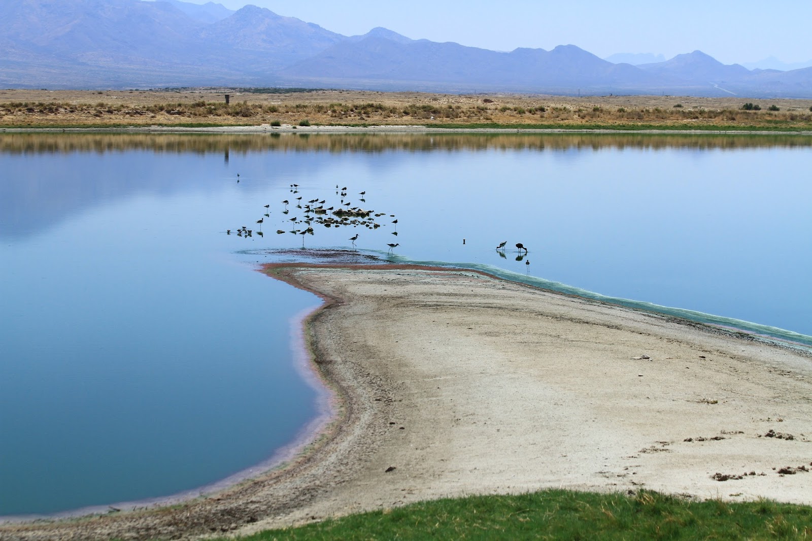 Sonoran Connection Bird Watching at Cochise Lakes Willcox Arizona
