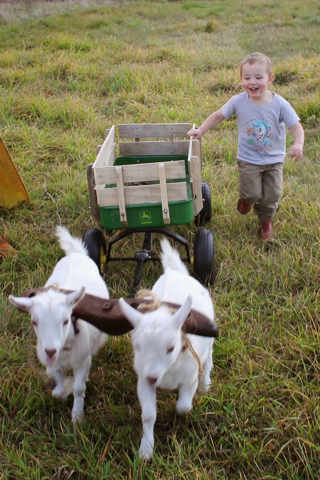 born imaginative.: If goats could talk...