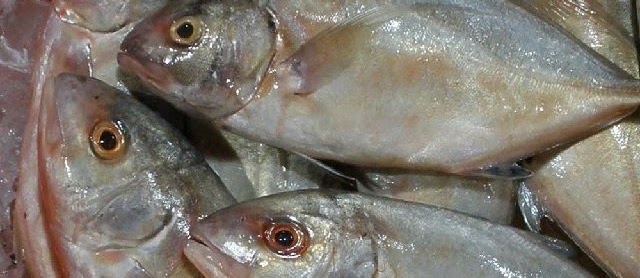 Budidaya Ikan Kuwe di KJA dan Tambak untuk Usaha Pemula