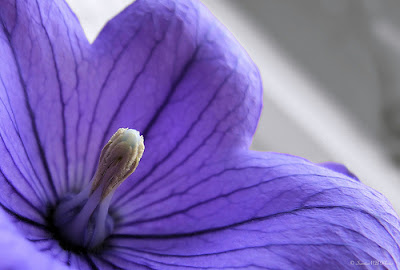 Hình ảnh hoa đẹp nhất năm 2013, các loài hoa đẹp nhất