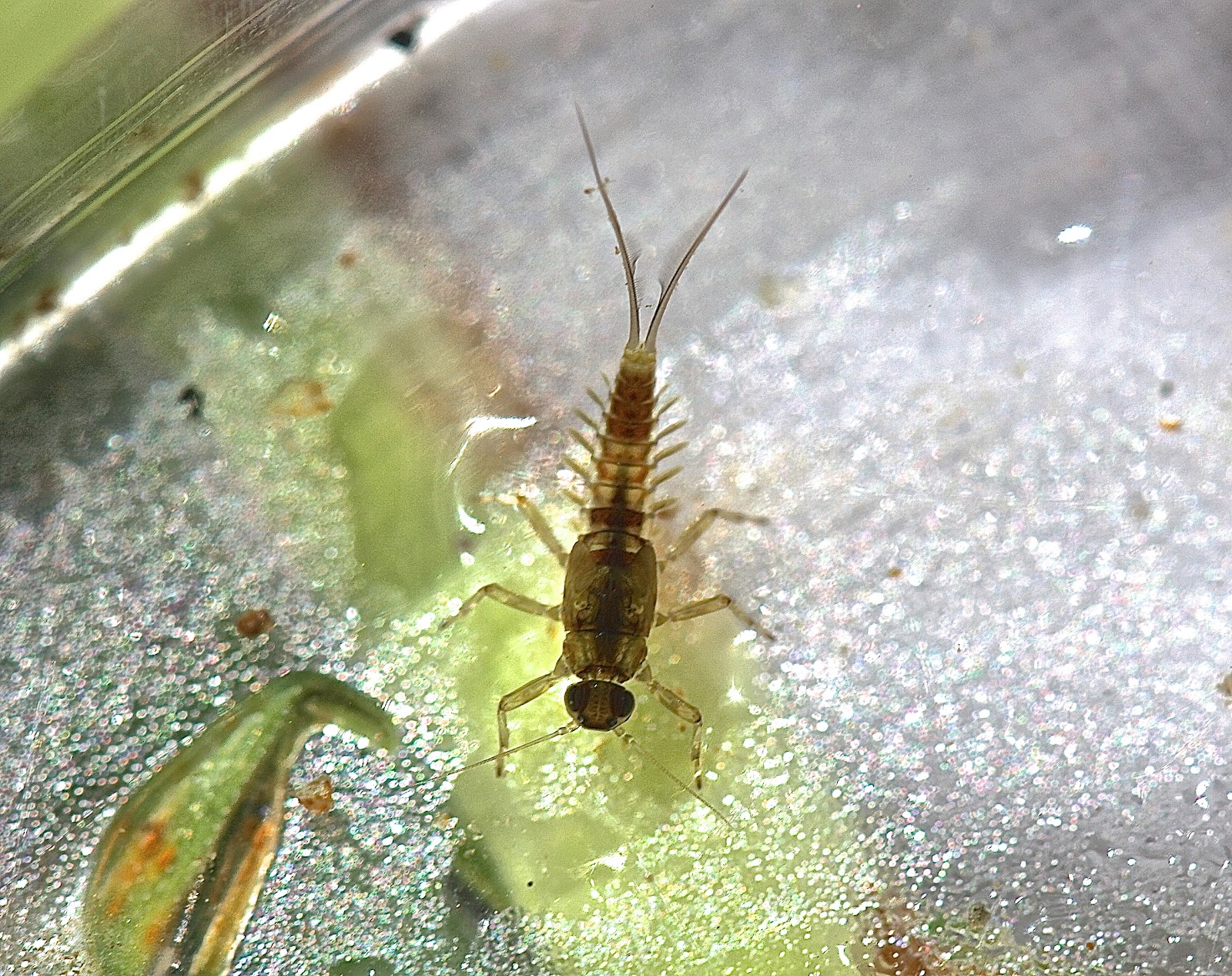 Aquatic Insects of Central Virginia: Small Minnow Mayflies at the ...