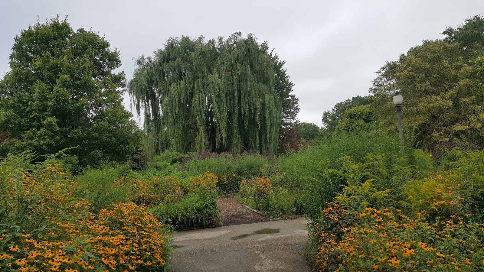 The Chicago Real Estate Local Winnemac Park blooms AND and look at