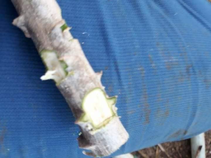 Teknik Terbaru Menanam Ubi Kayu Supaya Berbuah Banyak Dan Lebat My Info Berita