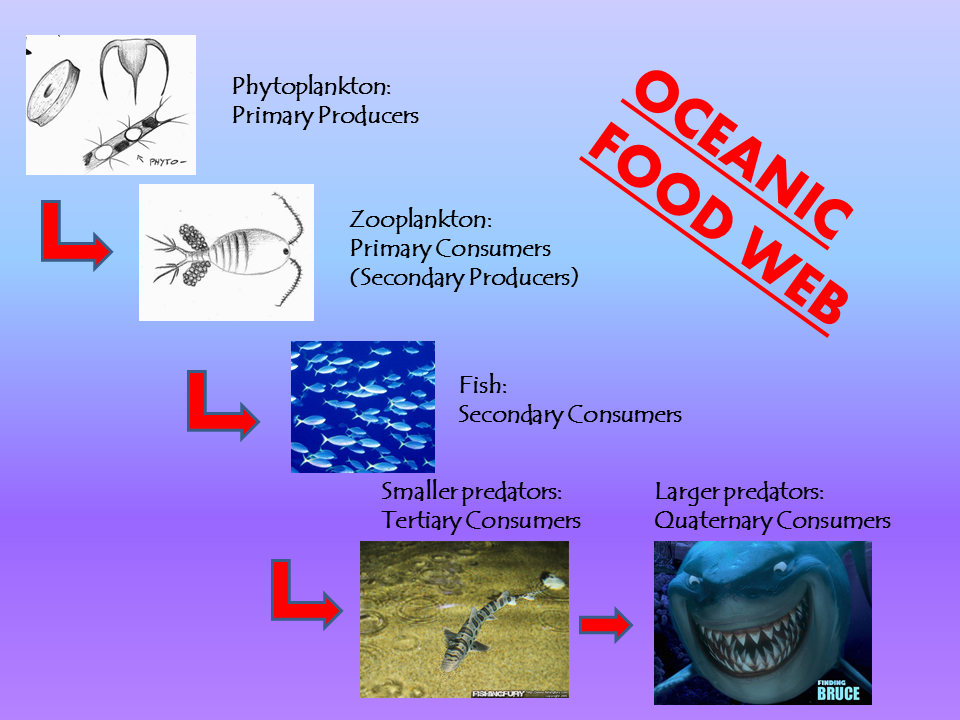 Фитопланктон зоопланктон пищевая. Цепь питания планктон. Фитопланктон пищевая цепь. Фитопланктон зоопланктон пищевая цепь. Фитопланктон цепочка питания.