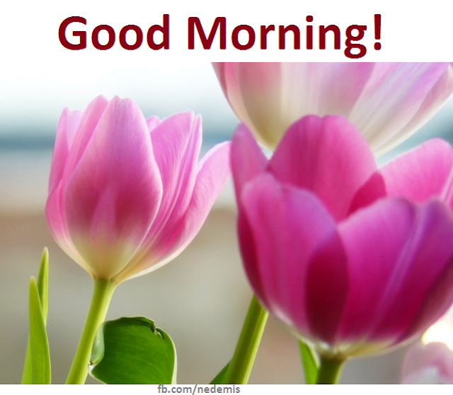Good morning messages with flower pictures