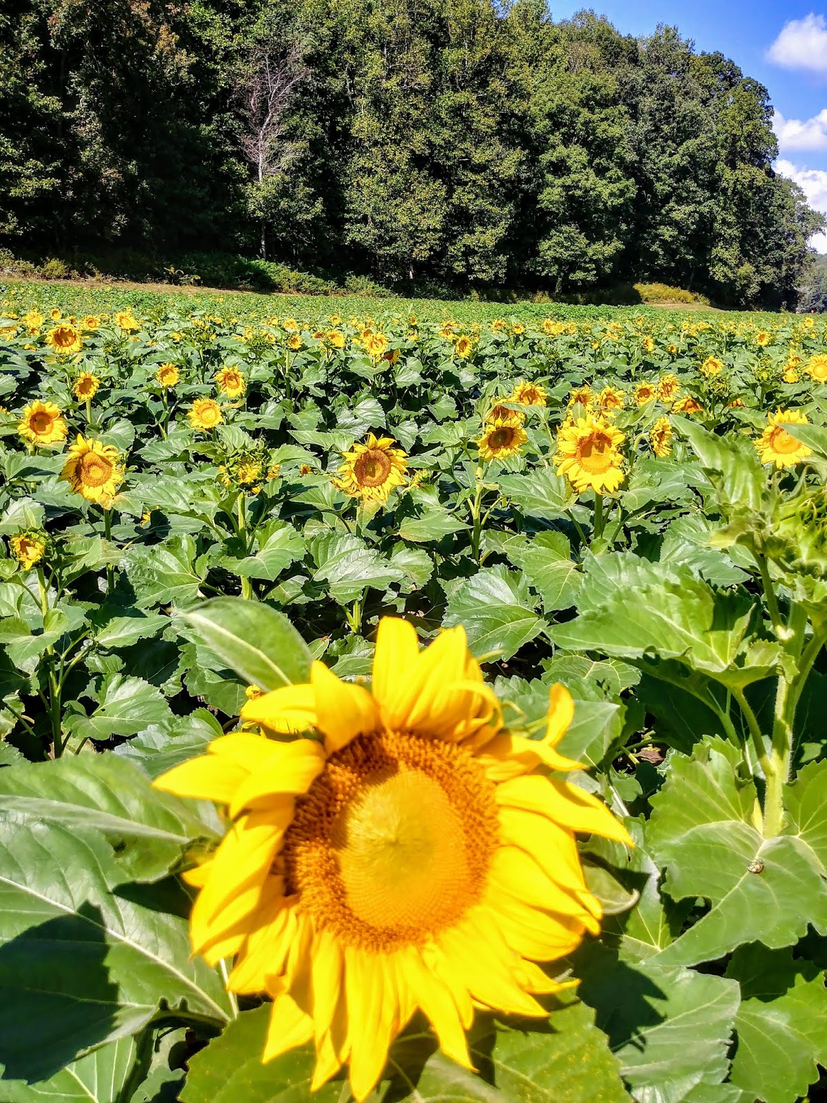 Another Mile Another Destination Blog Fausett Farms Sunflowers