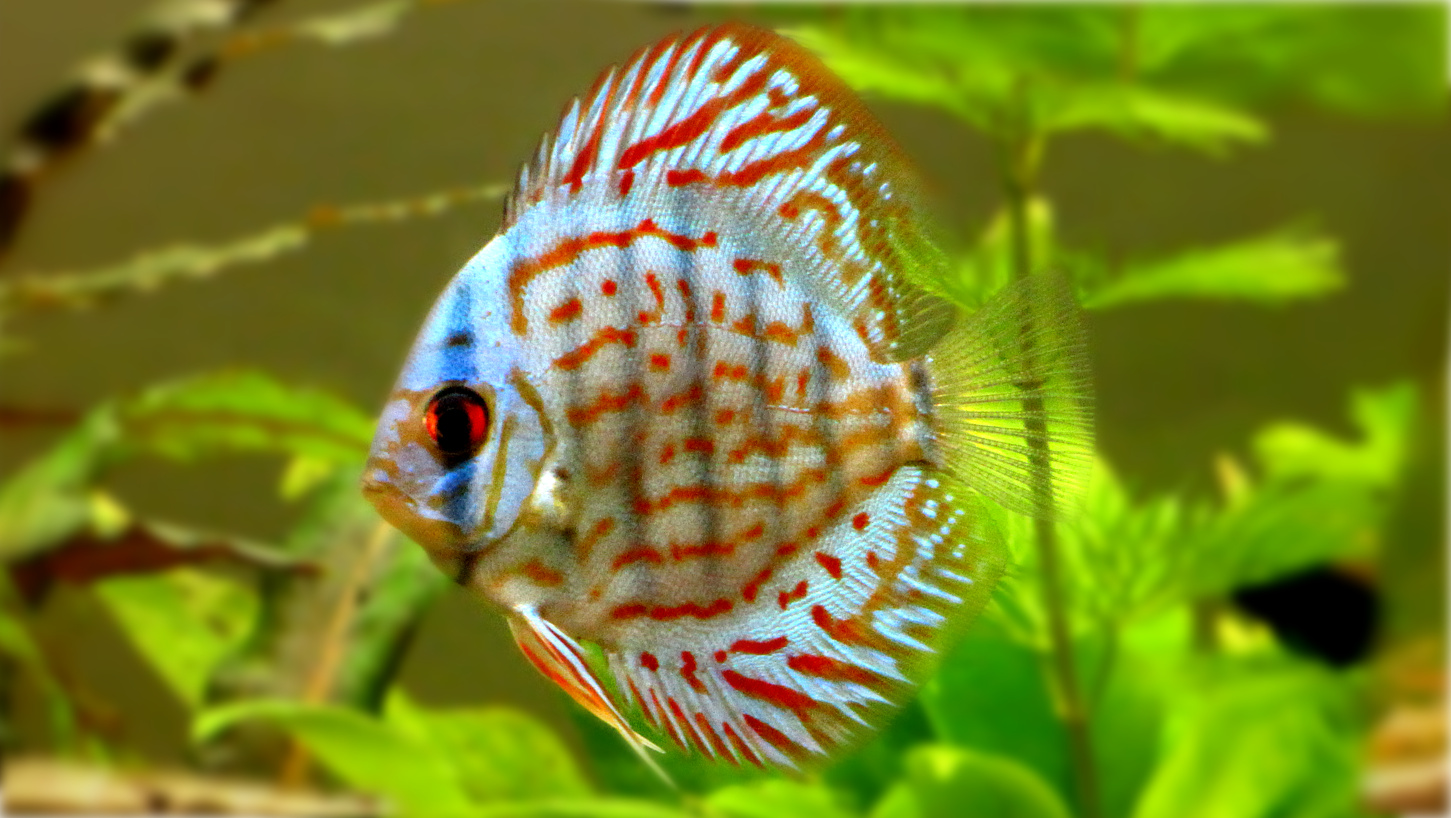 eco slim discus)