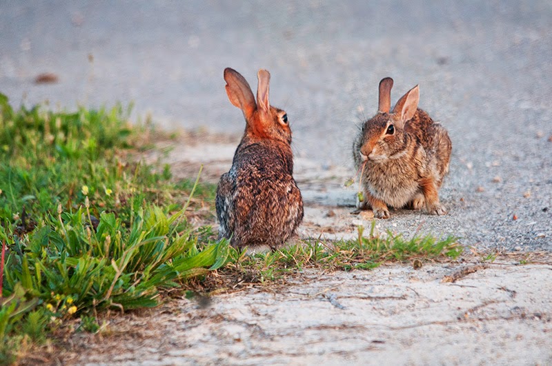 Ozark Grace Rabbit Territory