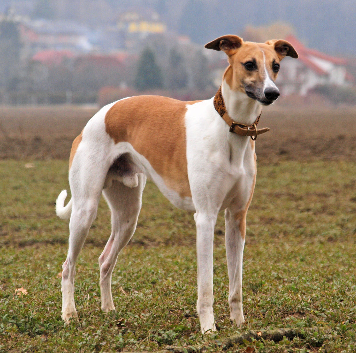 Quentin´s Playground Ist das ein Windhund?