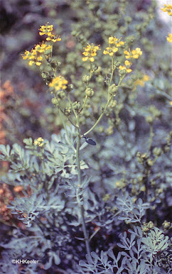 garden rue, Ruta graveolens garden rue, Ruta graveolens