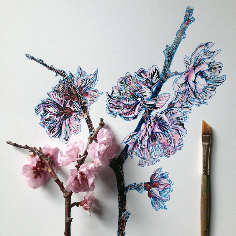 Flowers drawings
